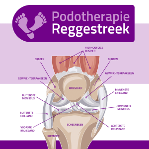 knieklachten-podotherapie-reggestreek Anatomie van de knie – uitleg van pezen en banden bij knieklachten | Podotherapie Reggestreek