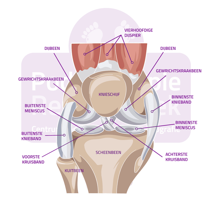 Pijn binnenste knieband | Reggestreek